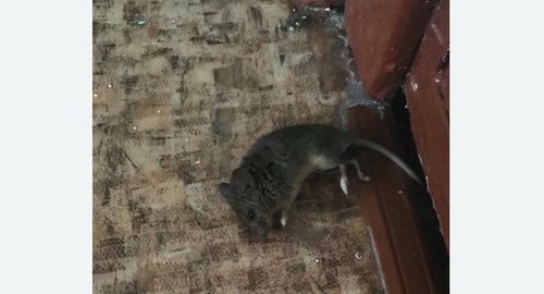 Дезинфекция от мышей в Медыни